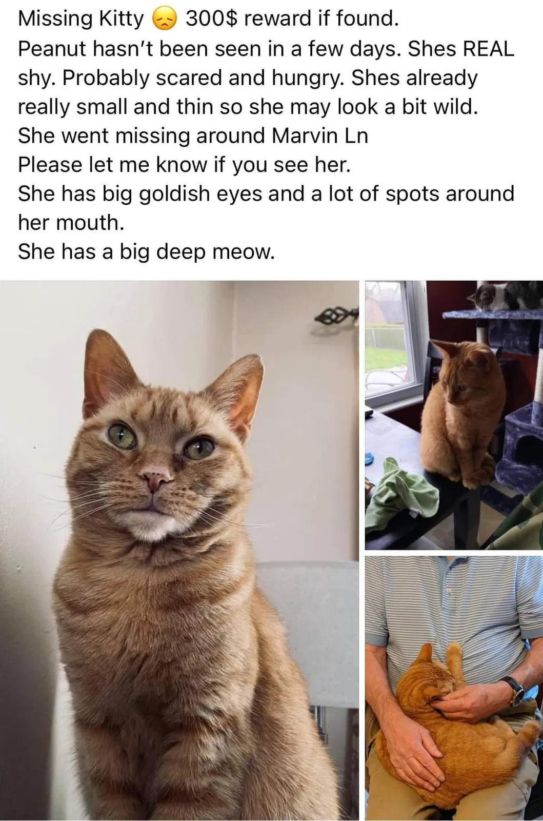 Lost cat in Delaware, OH, 43015