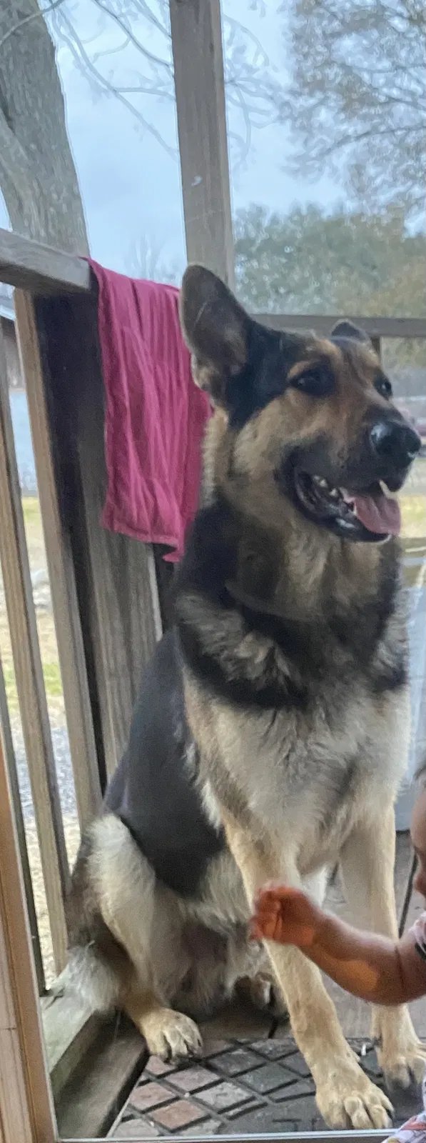 Lost dog in Pasadena, TX, 77503
