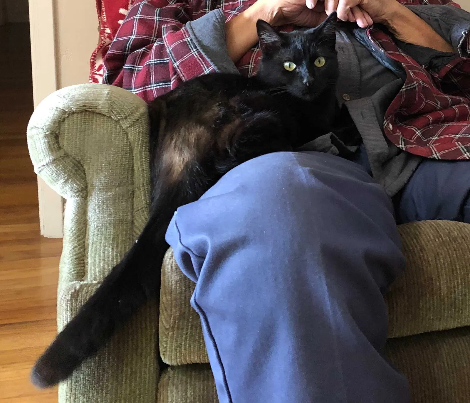 Lost cat in Chula Vista, CA, 91911