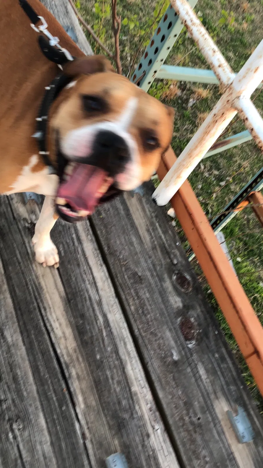 Lost dog in Oklahoma City, OK, 73115