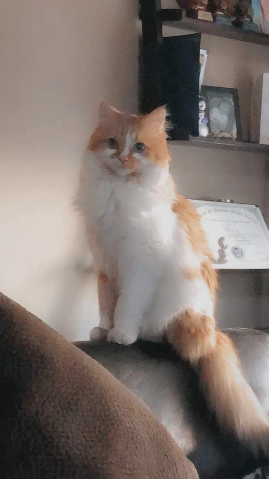 Lost cat in Las Vegas, NV, 89115