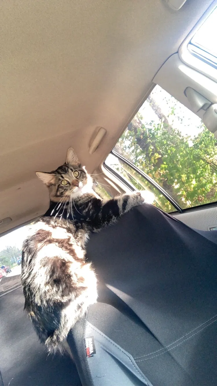 Lost cat in Saint Paul, MN, 55119