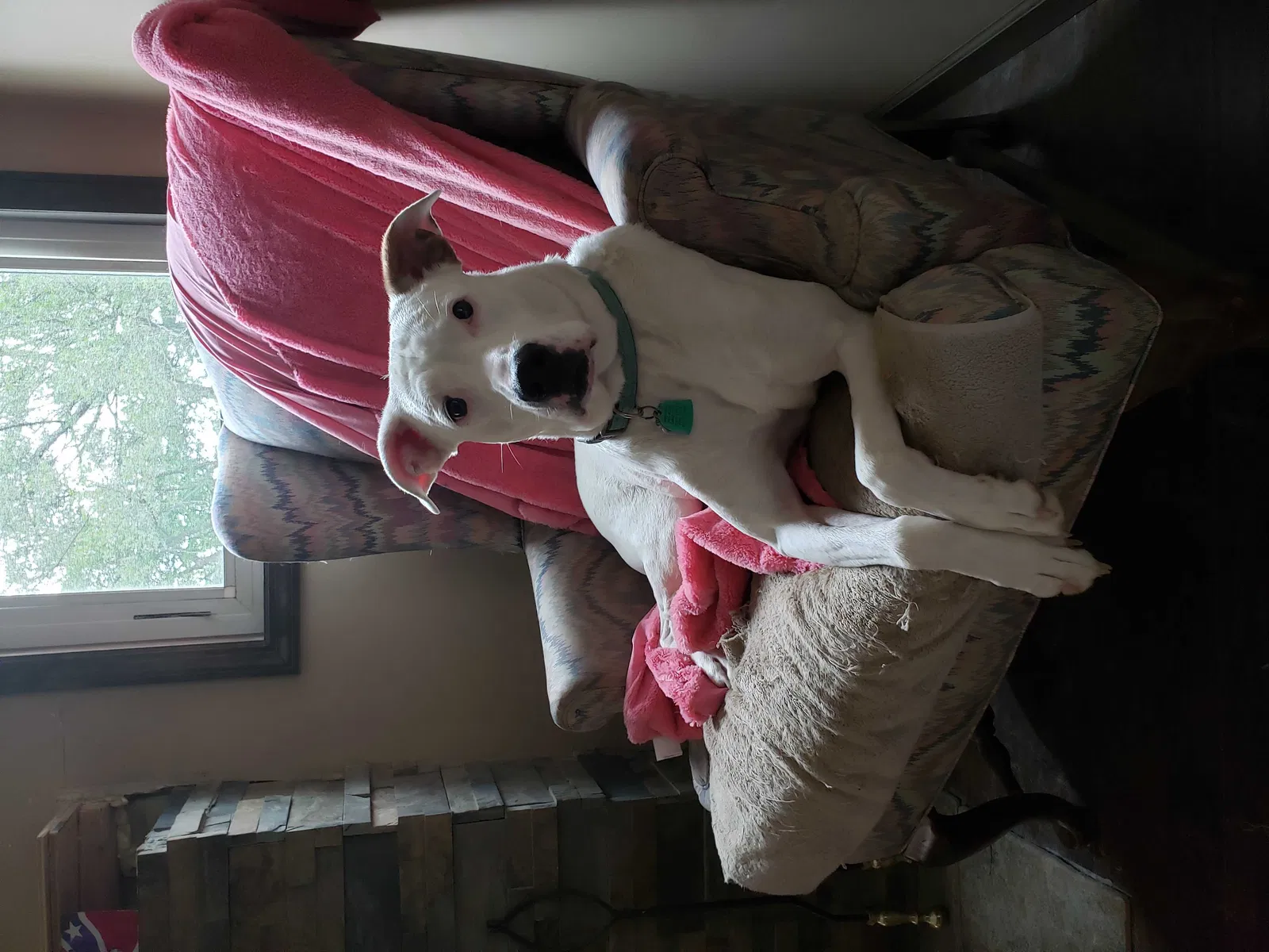 Lost dog in Kansas City, MO, 64129
