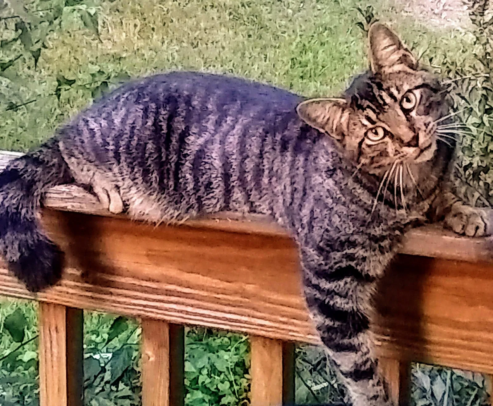Lost cat in New Market, TN, 37820