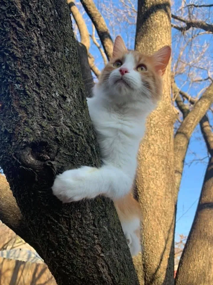 Lost cat in Columbus, OH, 43207