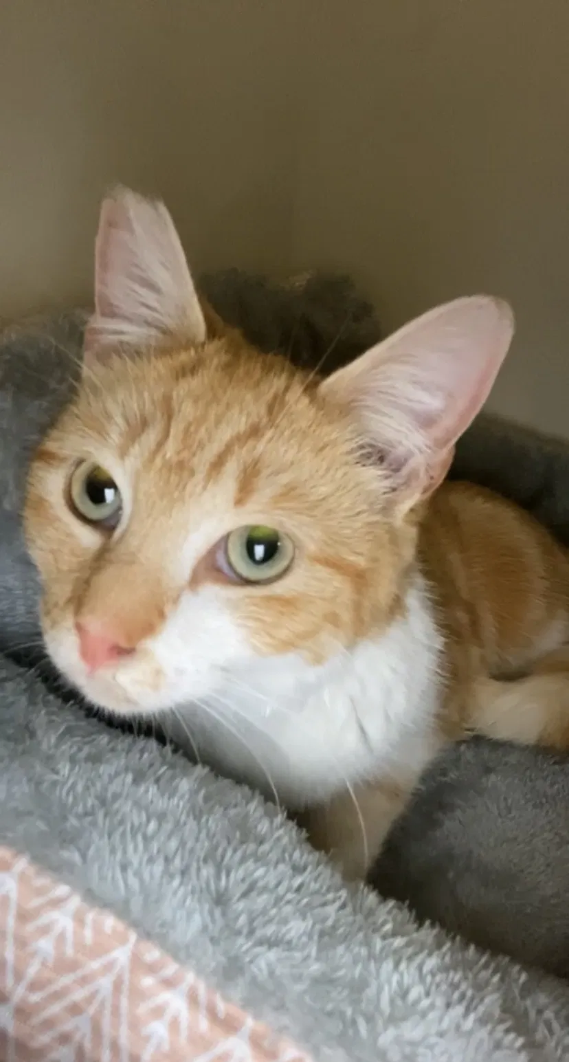 Lost cat in Gaithersburg, MD, 20877