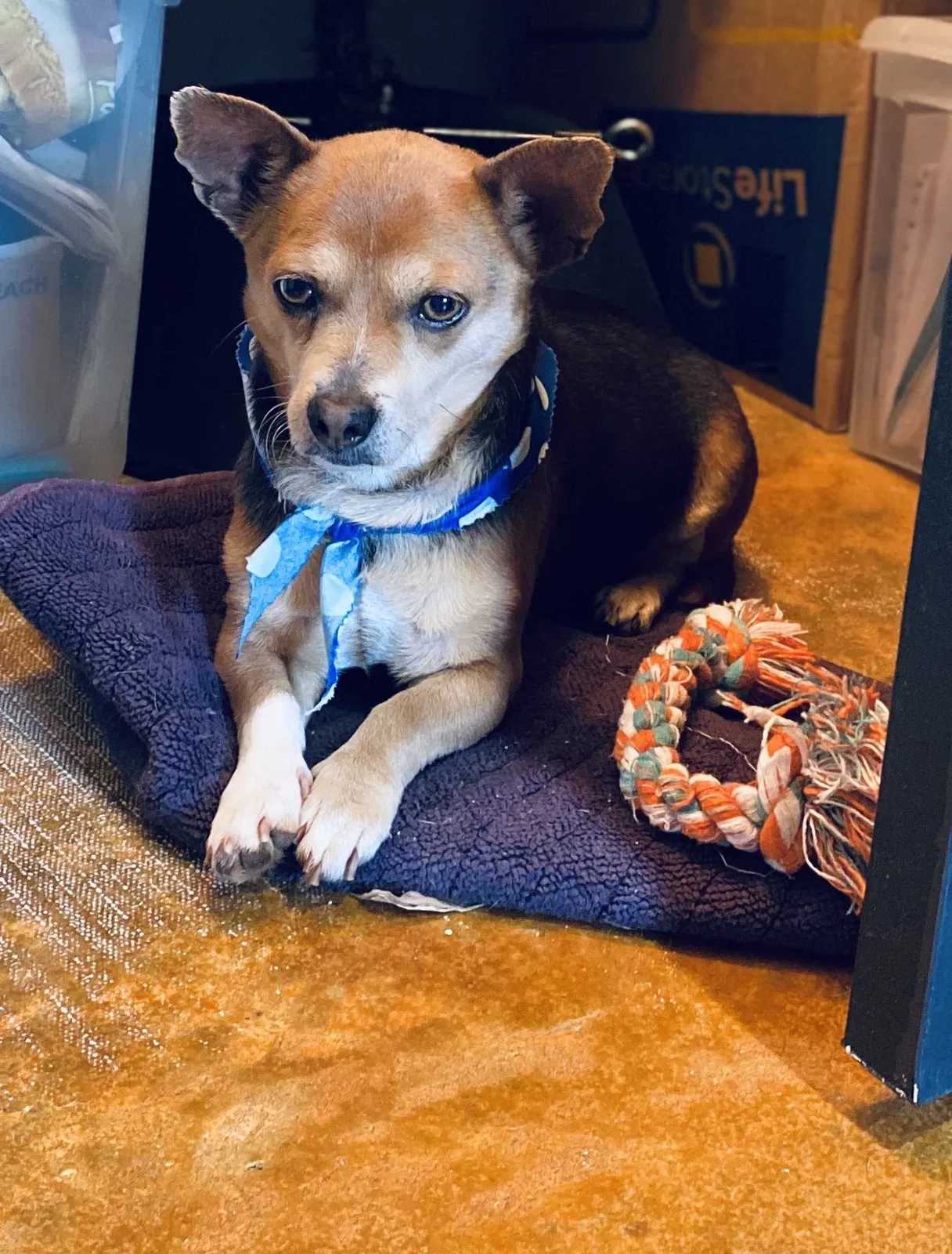 Lost dog in Fernwood, MS, 39635