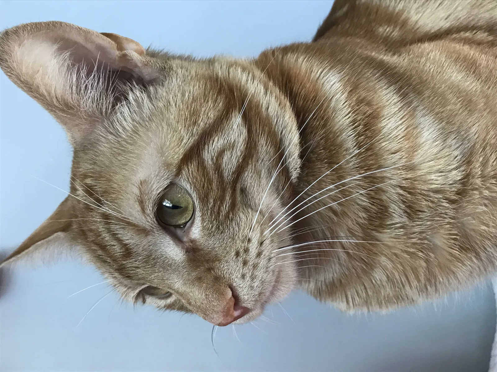 Lost cat in Elmhurst, NY, 11373
