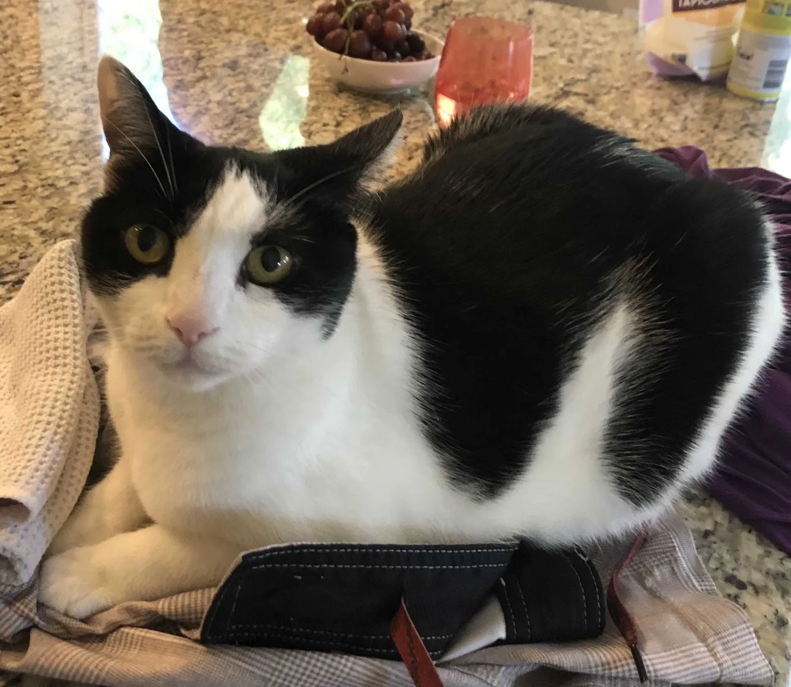 Lost cat in Carlsbad, CA, 92009