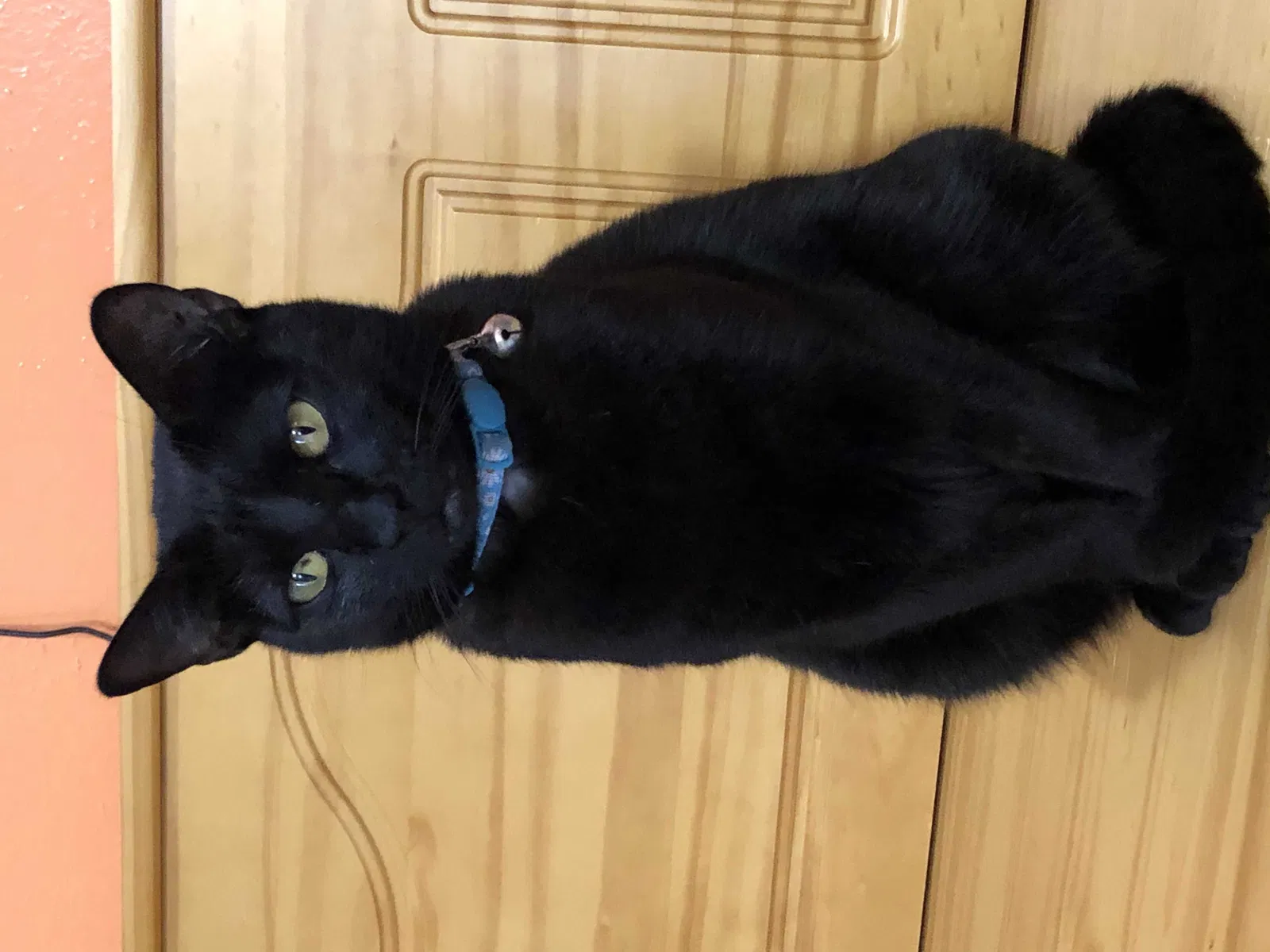 Lost cat in Dallas, TX, 75227