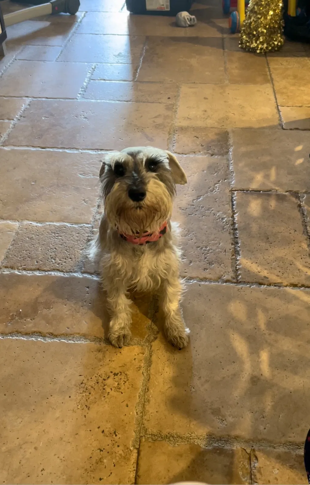 Lost dog in Miami, FL, 33142