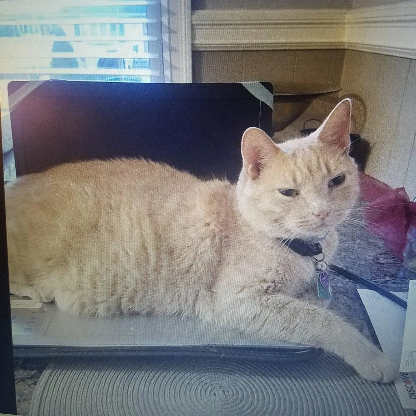 Lost cat in Deer Park, NY, 11729