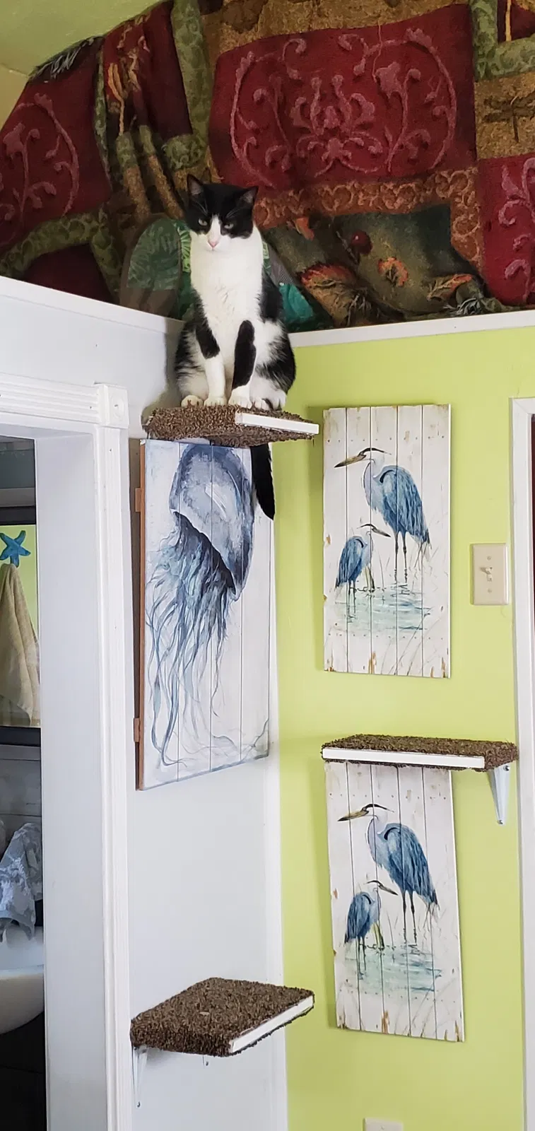 Lost cat in Bluffton, SC, 29910