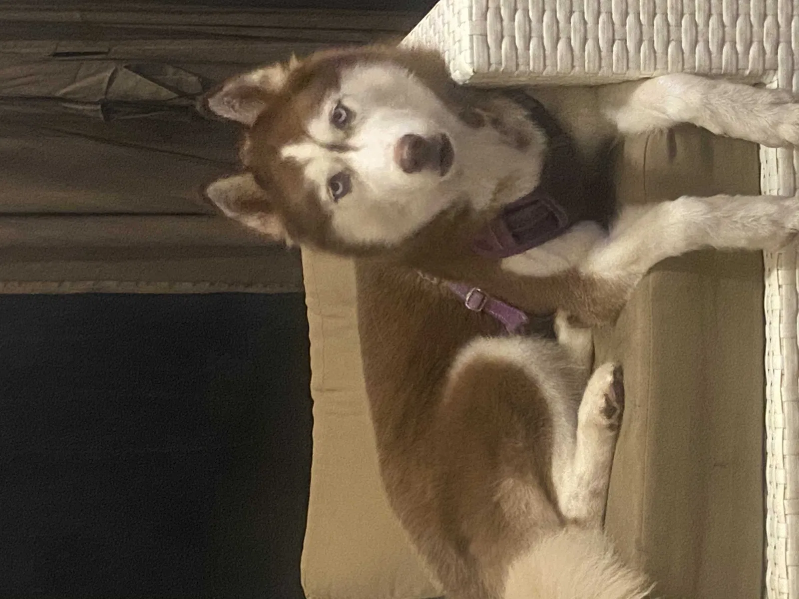 Lost dog in Humble, TX, 77346