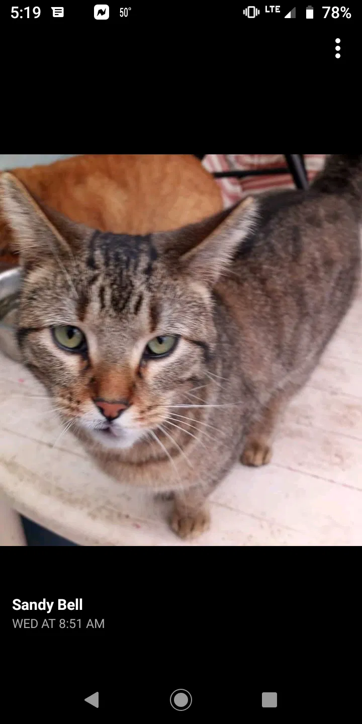 Lost cat in Nevada, IA, 50201