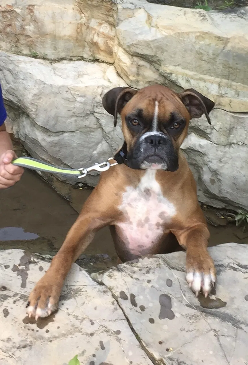 Lost dog in Connellsville, PA, 15425