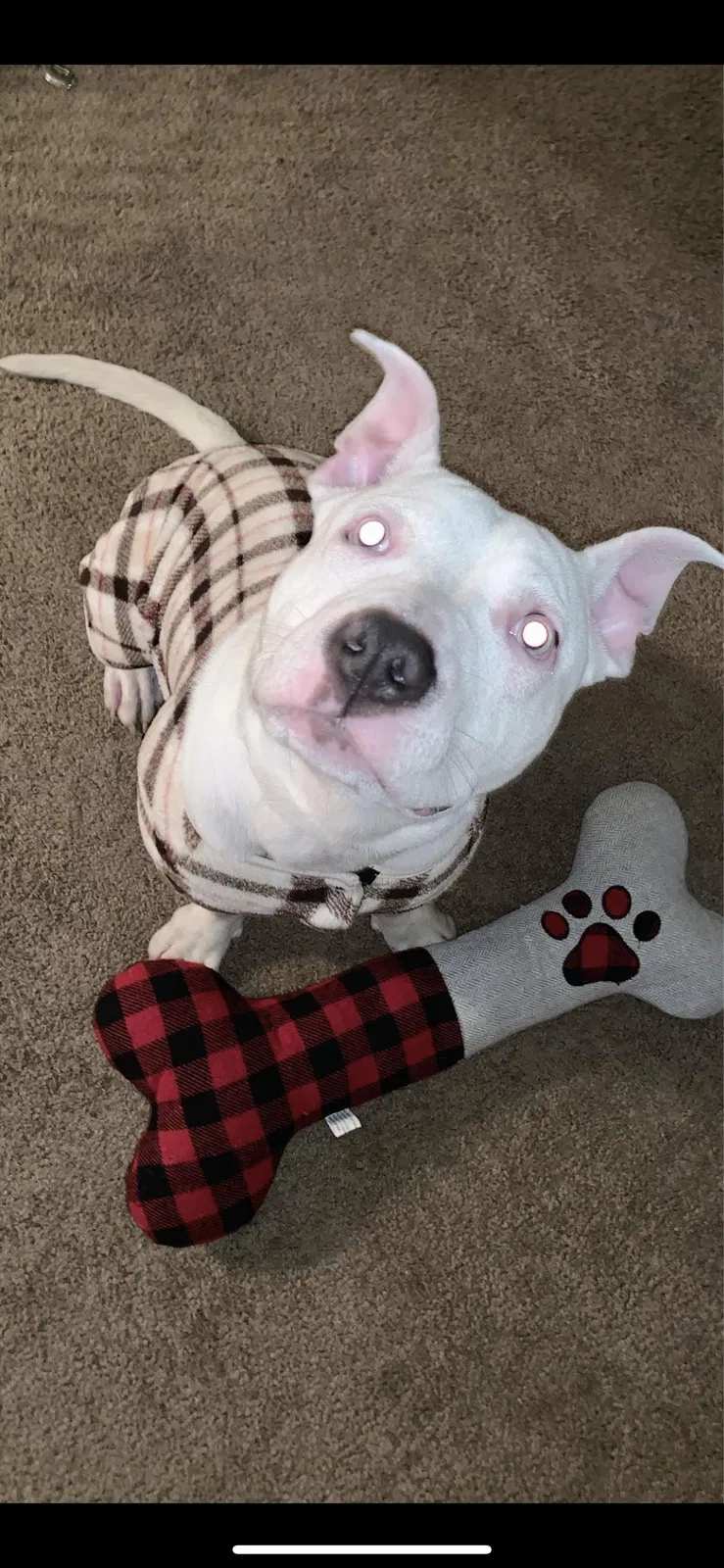 Lost dog in Augusta, GA, 30906