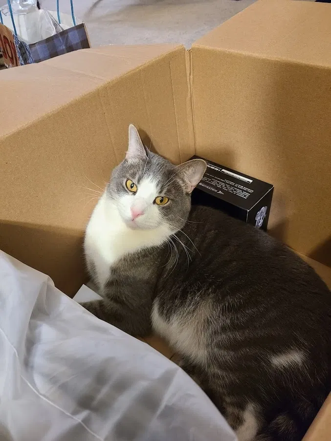 Lost cat in Anchorage, AK, 99507