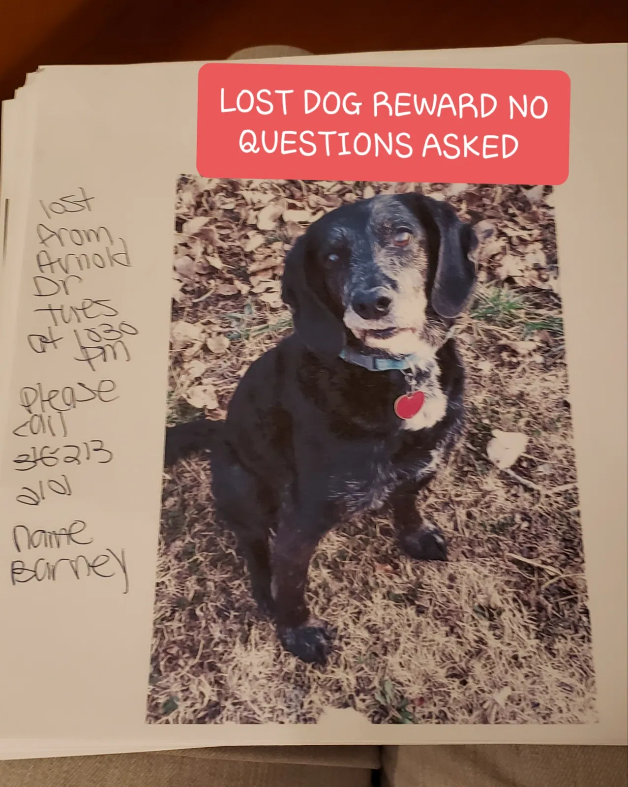 Lost dog in Augusta, KS, 67010