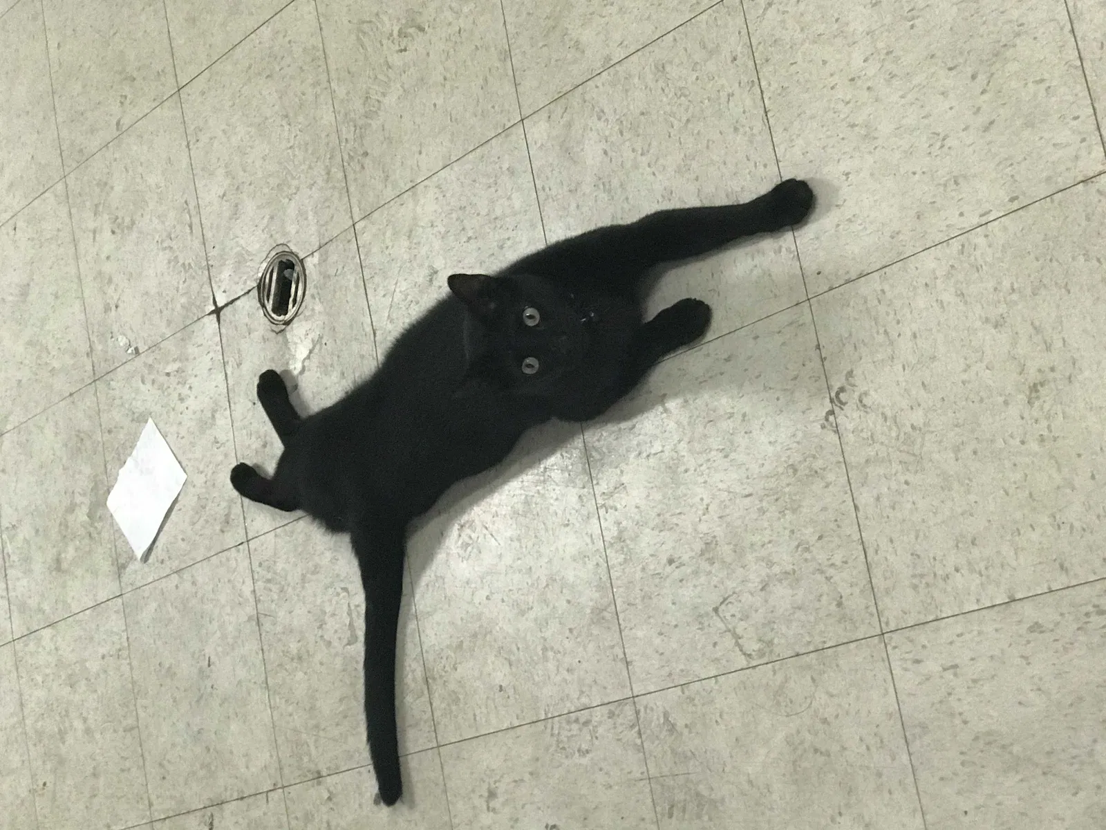 Lost cat in Denton, TX, 76201