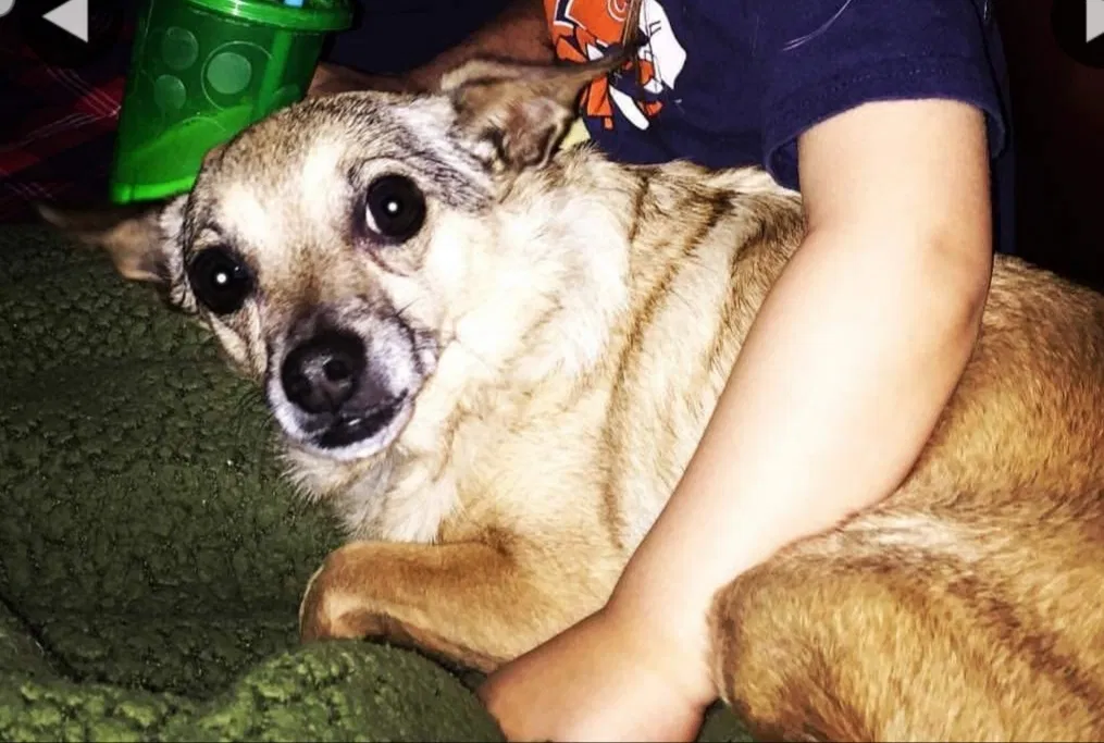 Lost dog in Madera, CA, 93637