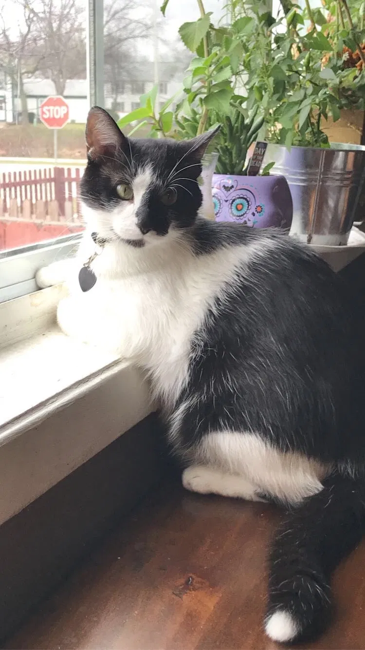 Lost cat in Glendale Heights, IL, 60139