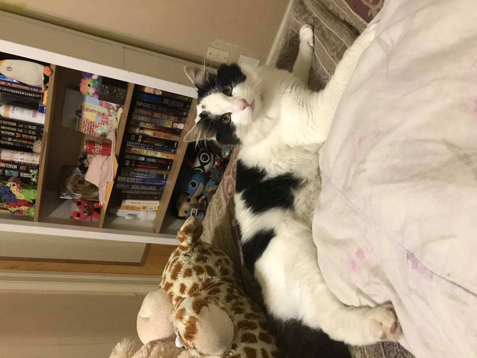 Lost cat in Cherryville, NC, 28021