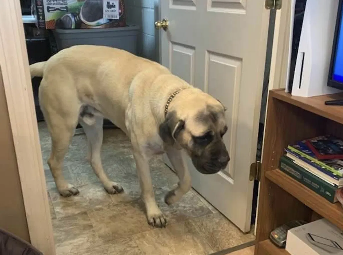 Lost dog in Kansas City, KS, 66109