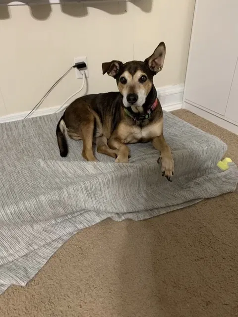 Lost dog in Dallas, TX, 75232
