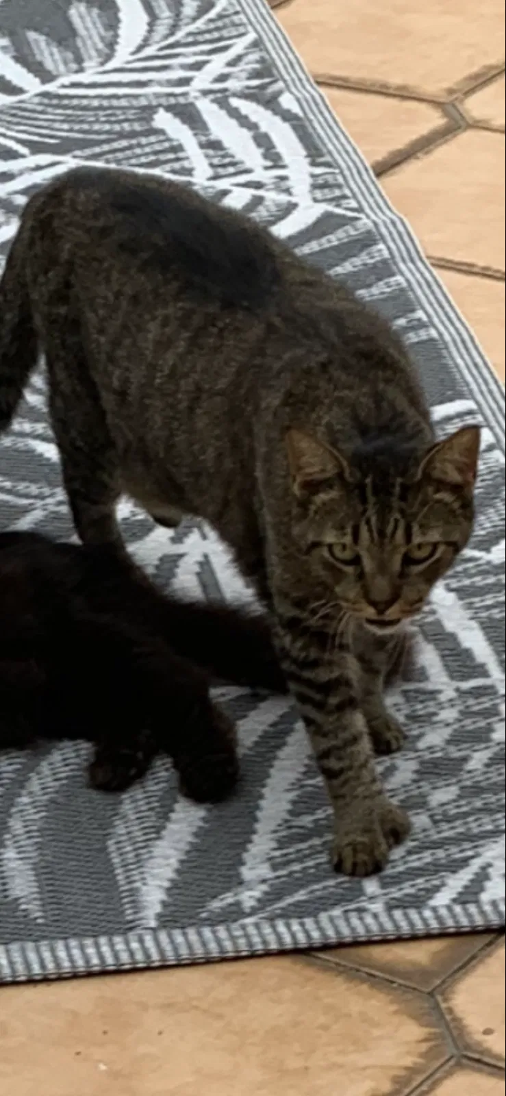 Lost cat in Miami, FL, 33155