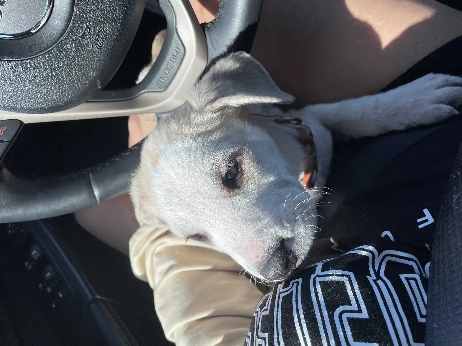 Lost dog in Weatherford, TX, 76086