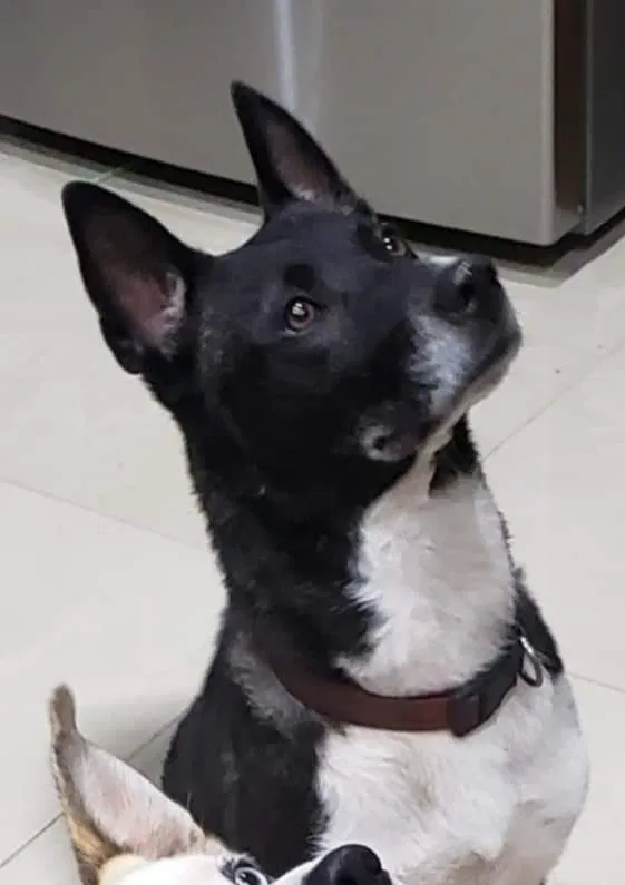 Lost dog in Somerset, TX, 78069