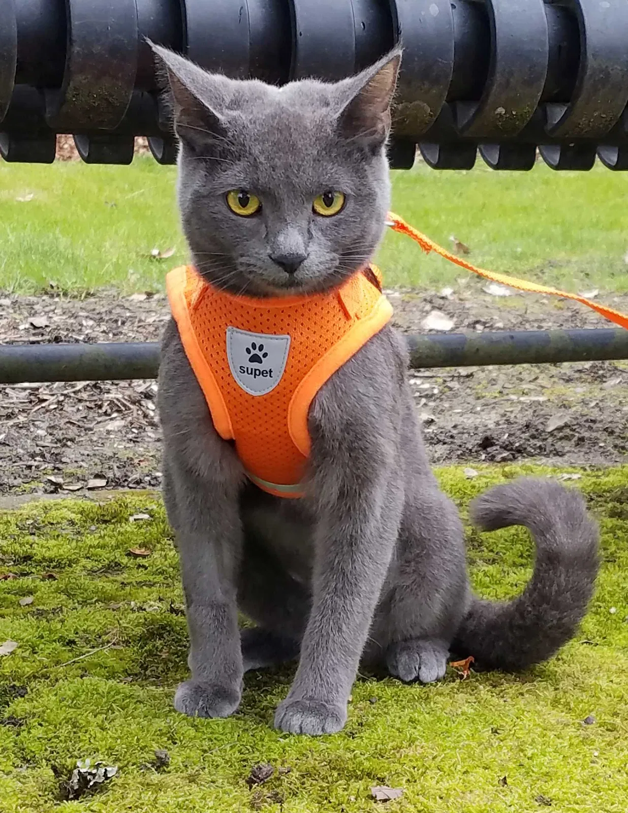 Lost cat in Hillsboro, OR, 97124