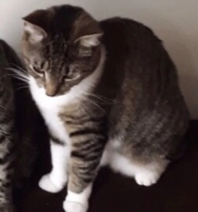 Lost cat in Rochester, NY, 14626