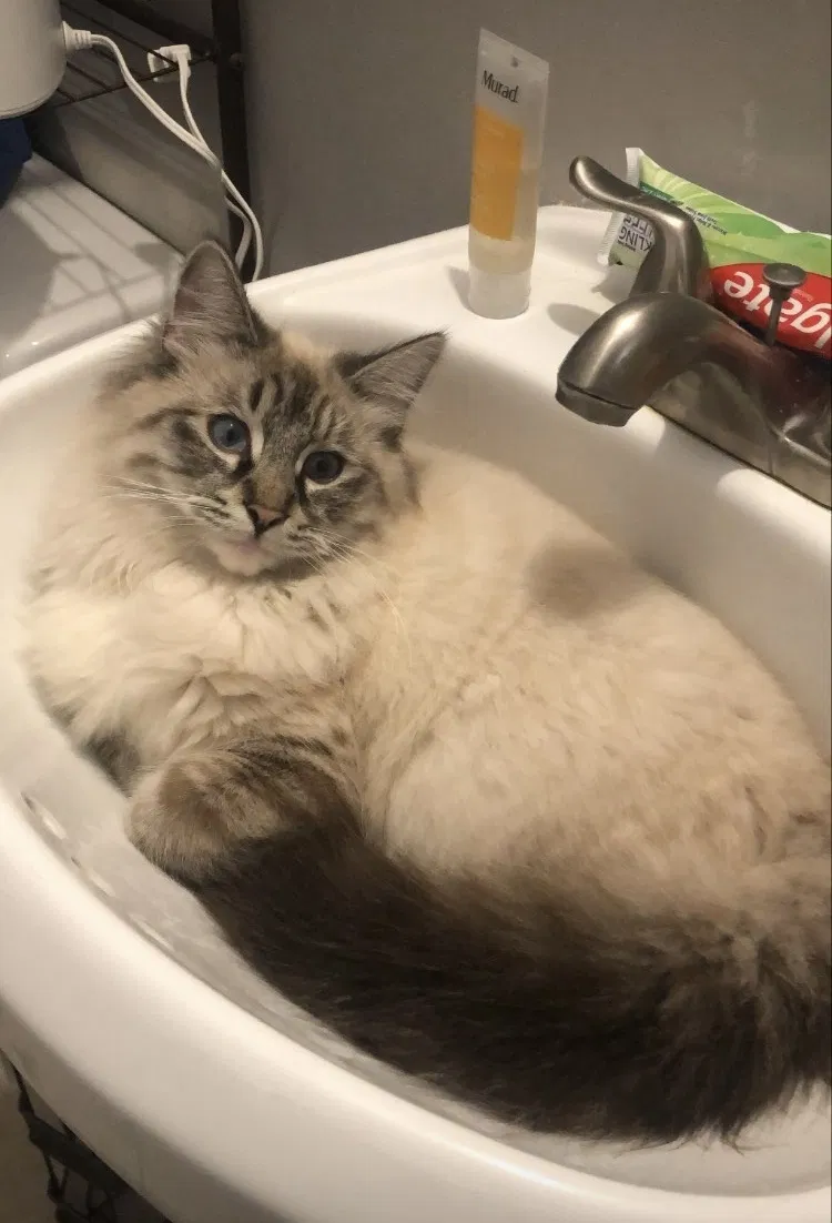 Lost cat in Riverside, CA, 92505