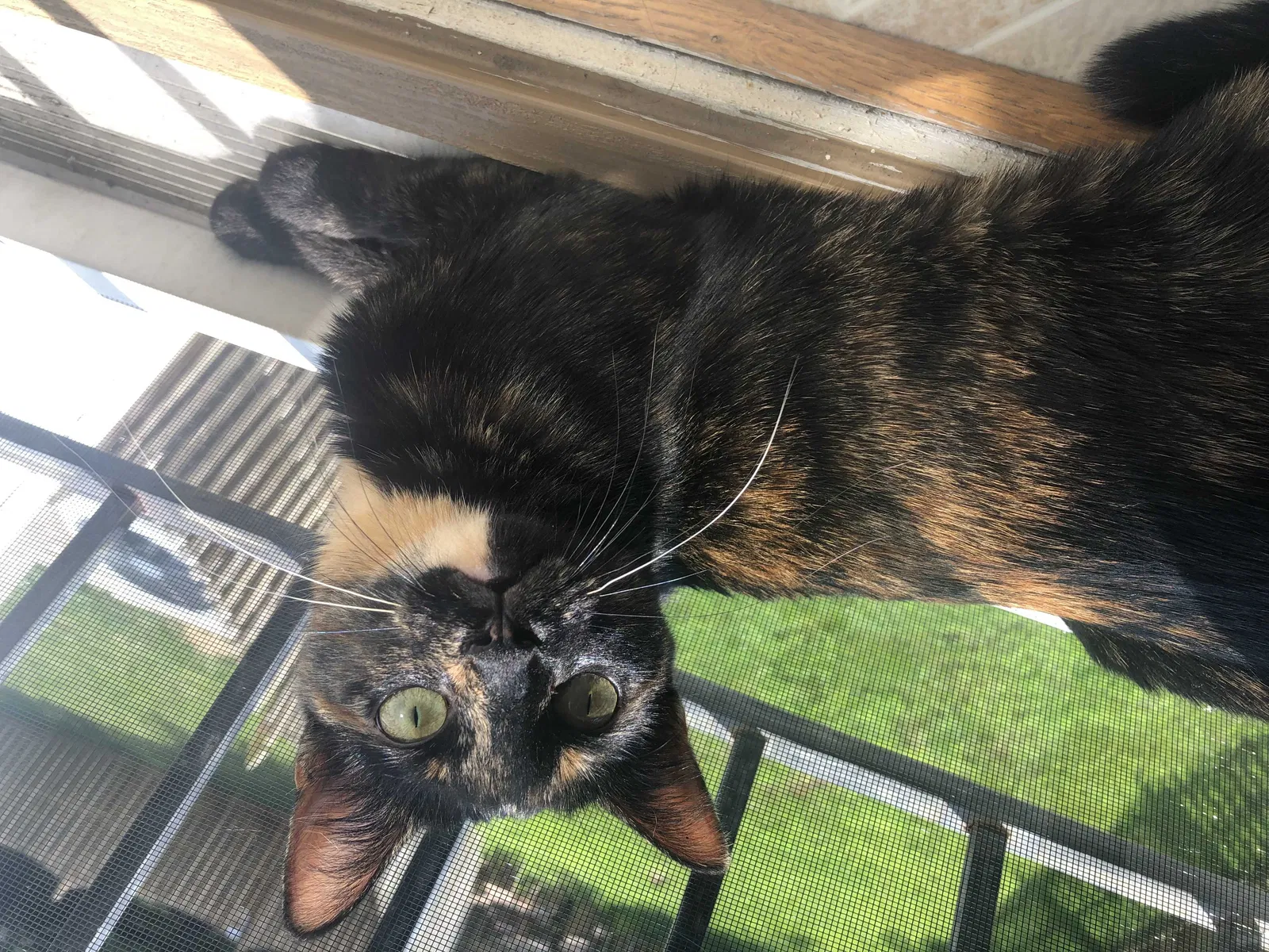 Lost cat in Leesburg, VA, 20176