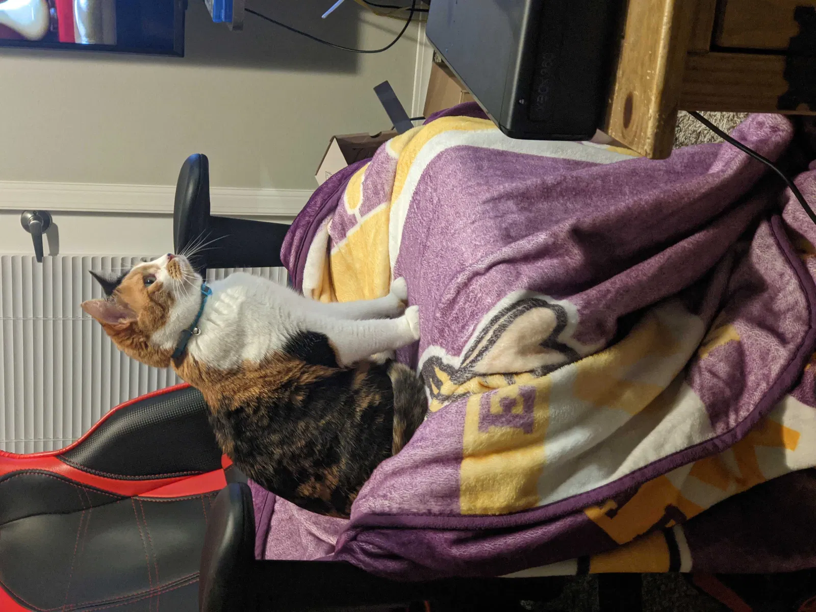 Lost cat in Sioux Falls, SD, 57110