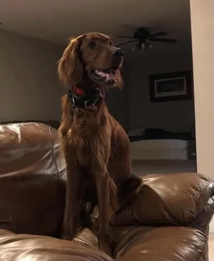 Lost dog in Tidioute, PA, 16351