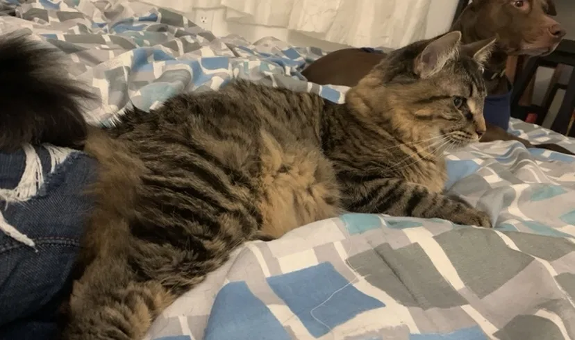 Lost cat in Wichita, KS, 67207