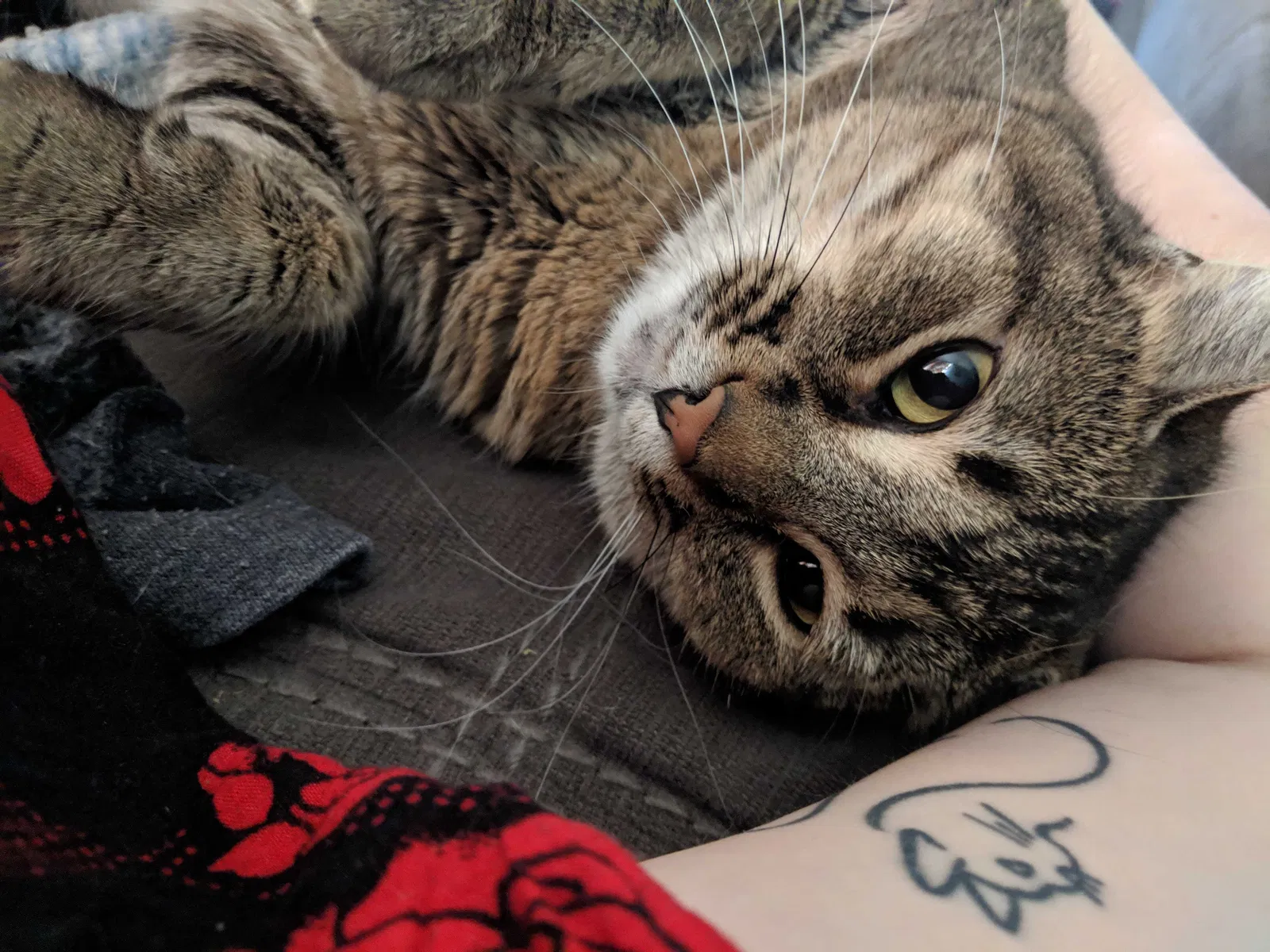 Lost cat in Minneapolis, MN, 55411