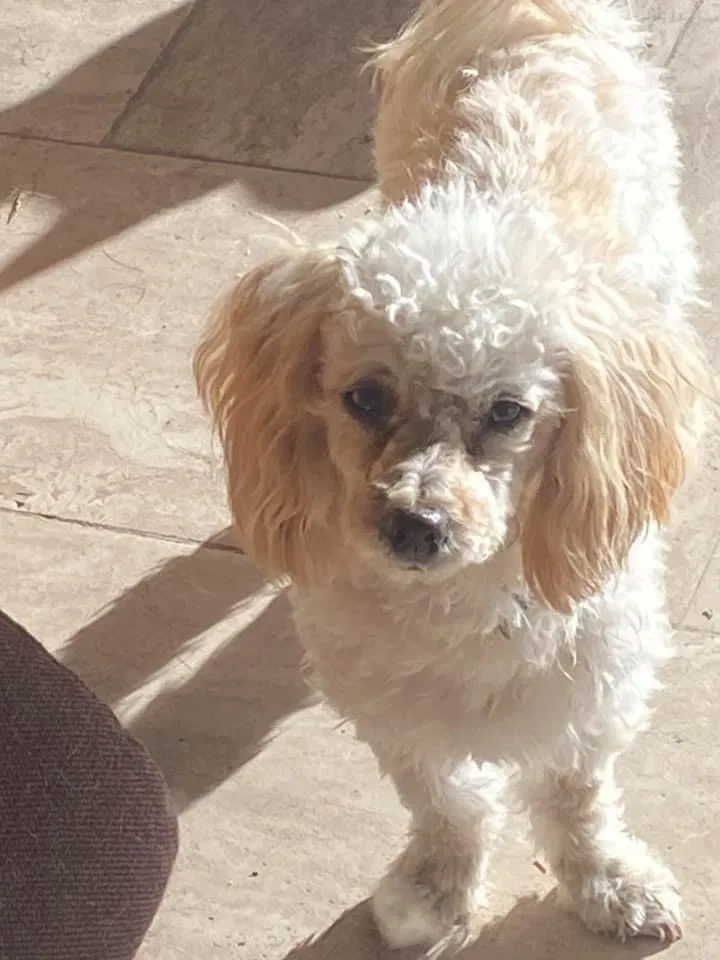 Lost dog in El Paso, TX, 79915