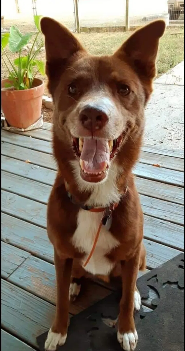 Lost dog in Florence, TX, 76527