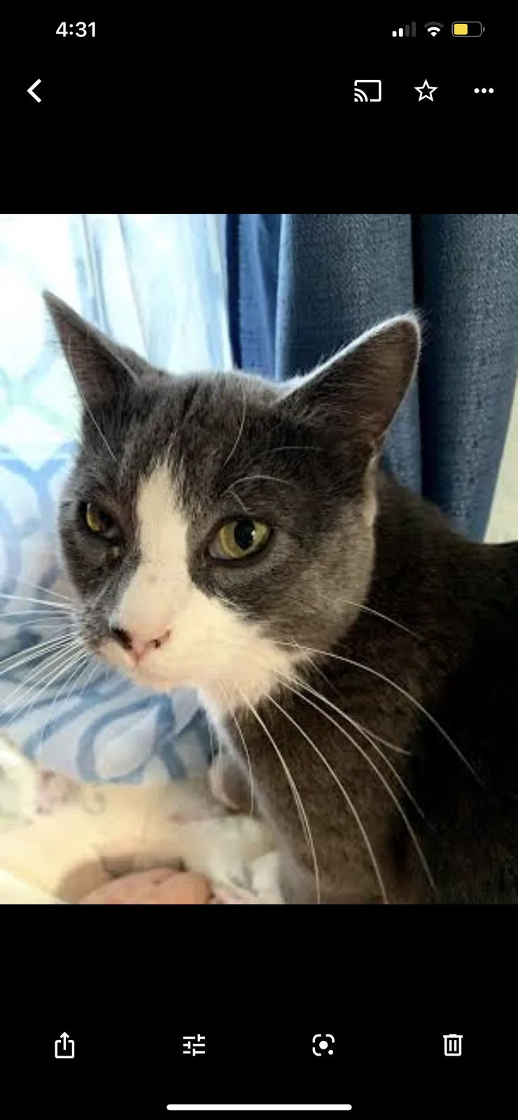 Lost cat in North Highlands, CA, 95660