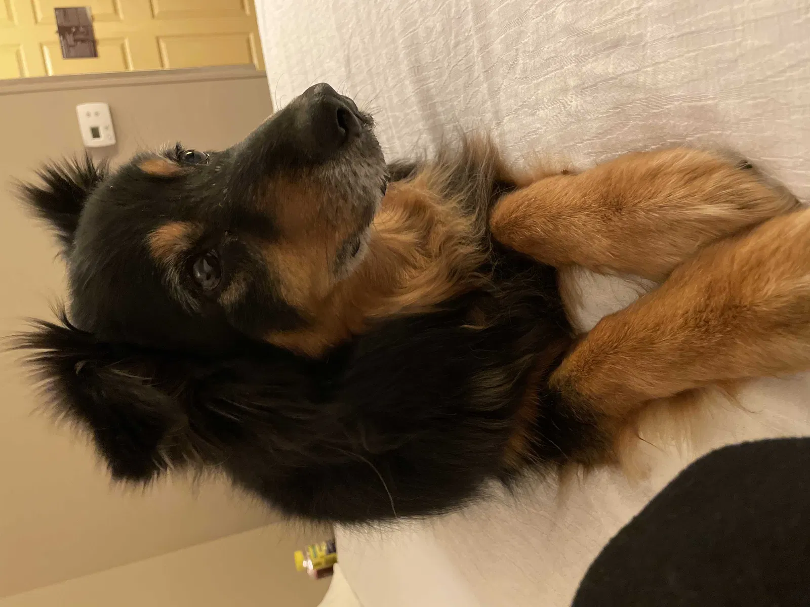 Lost dog in Aurora, CO, 80014