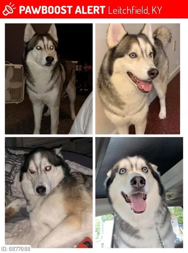 Lost dog in Leitchfield, KY, 42754