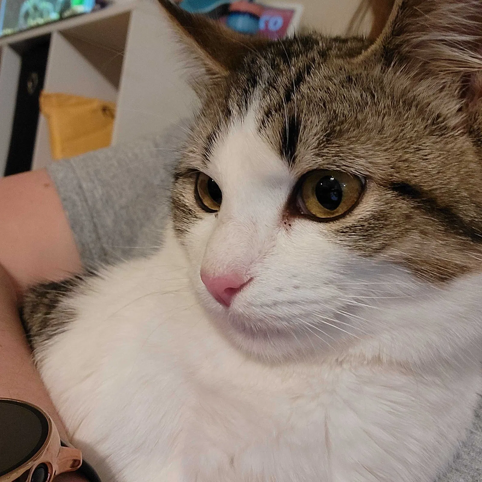 Lost cat in Lawrenceville, GA, 30043