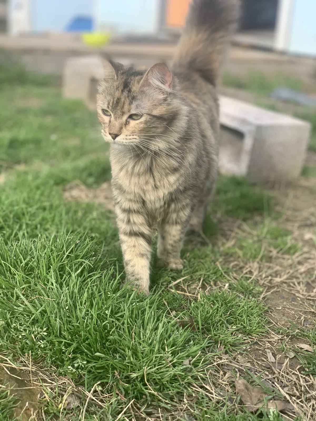 Lost cat in El Reno, OK, 73036