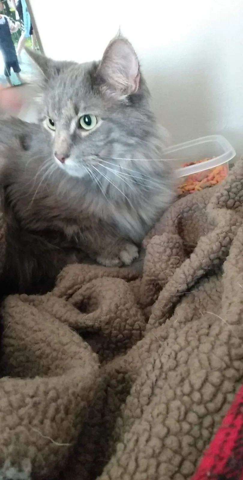 Lost cat in Lincoln, NE, 68505