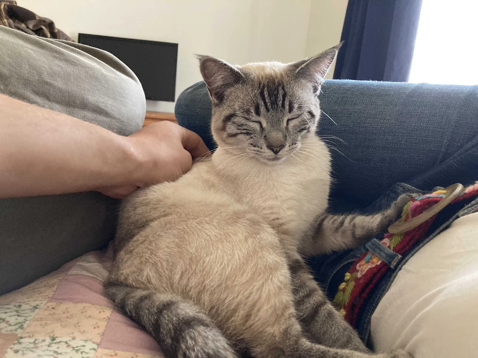 Lost cat in Pasadena, CA, 91106