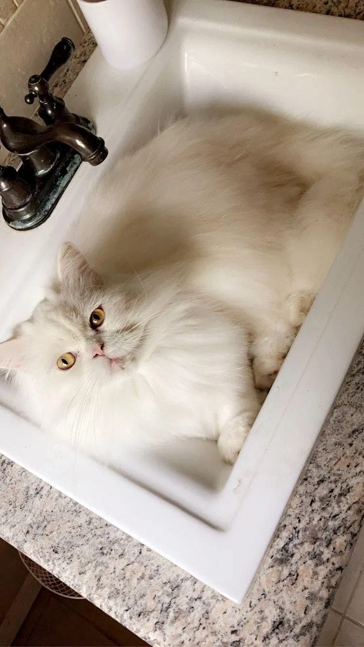 Lost cat in Salem, OR, 97301